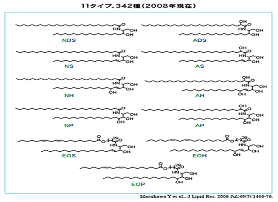 セラミド分子構造